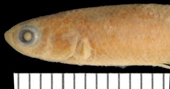 Media type: image;   Ichthyology 99089 Aspect: lateral head